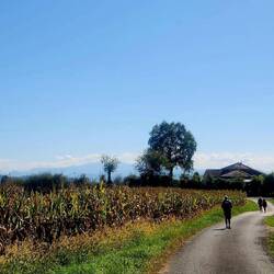 Pyrenees in the distance beyond the corn fields