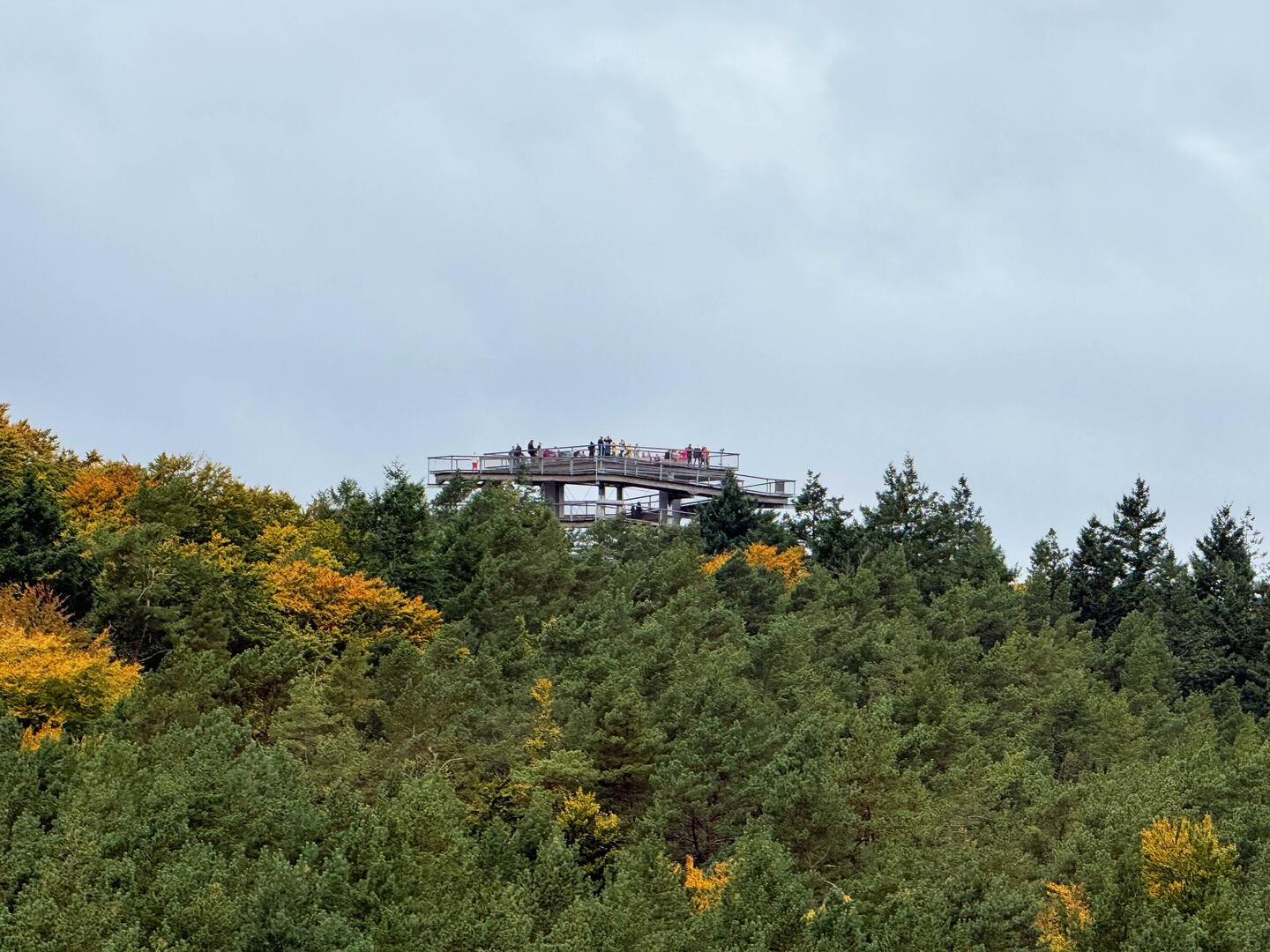 Blick auf den Baumwipfelpfad
