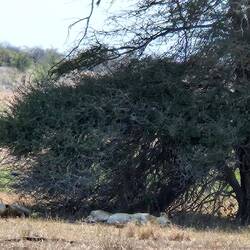 Schlafende Löwinnen