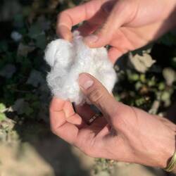 ...as every ball opens when the right time has come.