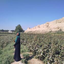 Cotton is cultivated next to the ancient wall in Balkh.