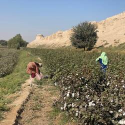 It is hand-picked, and the harvest can extend over several weeks...