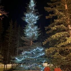 Ein festlich beleuchteter Baum – fast wie Weihnachtsstimmung in den Rockies.