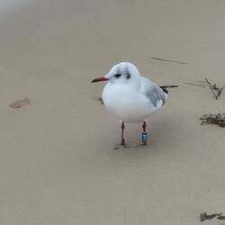 Eine beringte Möve ,noch nie bemerkt sowas 🤔