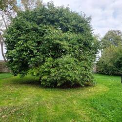 Herrschaftlichen Khaki-Baum