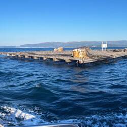 Equipment for harvesting mussels