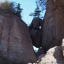 Tree on a rock pinched between bigger rocks