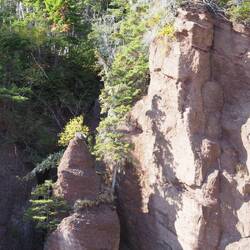 Trees clenging to the rocks
