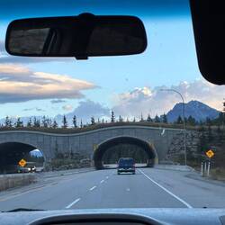 Die berühmten Wildtierbrücken des Trans-Canada Highways führen uns zurück in die Zivilisation.