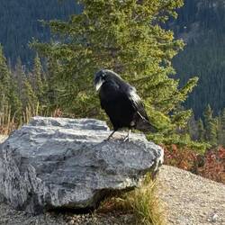 Ein kurzer Blick des schwarzen Wächters, bevor er wieder in die Weite der Rockies verschwindet.
