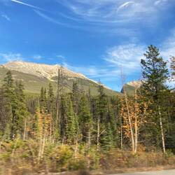 Die letzten Spuren des Sommers leuchten zwischen den immergrünen Wäldern.