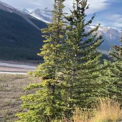 Das weite Kiesbett des Sunwapta River, der sich in silbrigen Bahnen durch das Tal zieht.