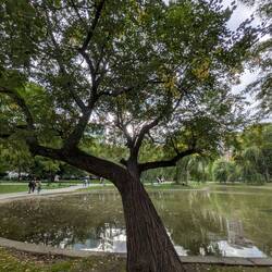 Boston Commons Park
