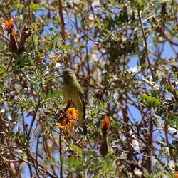 Yellow-rumped Siskin
