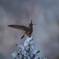 Giant Hummingbird (der grösste Hummingbird der Welt)