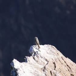 Rufous-naped Ground-Tyrant
