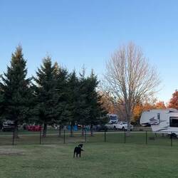 Indy loves playing fetch in the dog pake of yhe KOA.