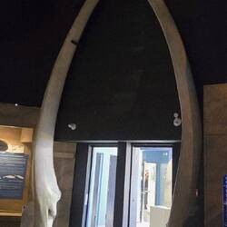 The humpback jaw bones