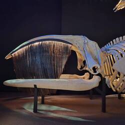 Right whale with it's baleen