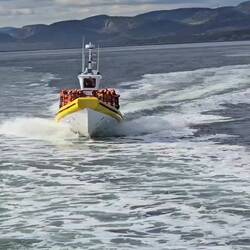 Watching a zodiac speed off to find the whales for us