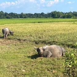Water buffalo eyeing me