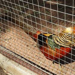 Beautiful colours in this golden Chinese pheasant