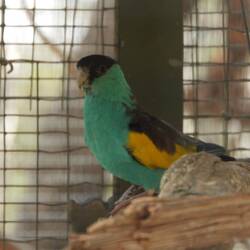 Not sure what this bird and the next one are