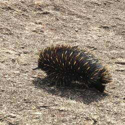 Echidna on top of the rock
