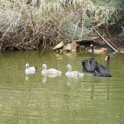 Black swans and cygnets
