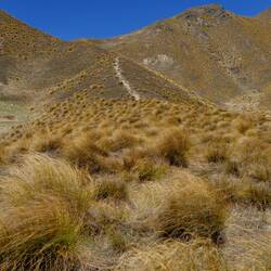 Schnee-Büschelgräser, typisch für die Region Otago