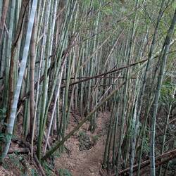 Through the spooky bamboo forest