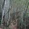 Through the spooky bamboo forest