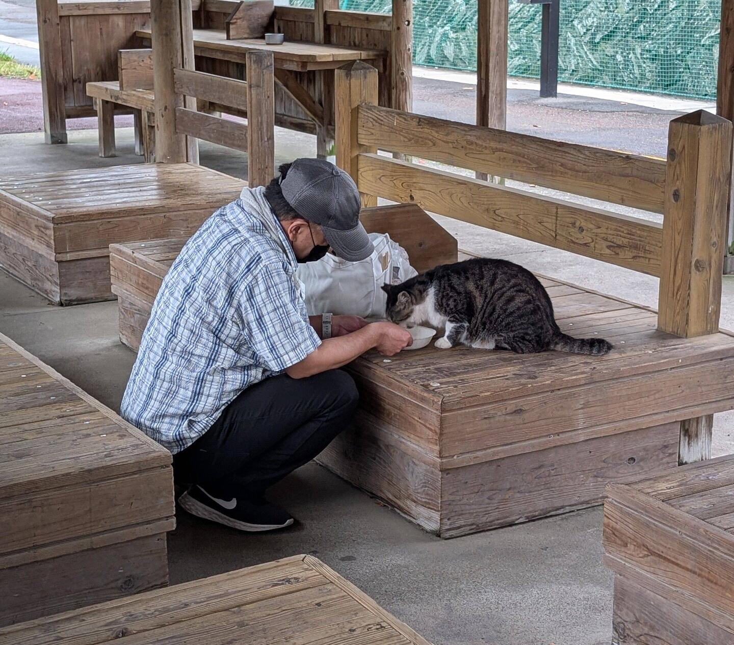 Feeding stray cat