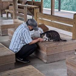 Feeding stray cat