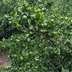 Local lime-like citrus, sudachi