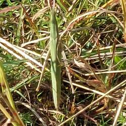 Wer entdeckt die Heuschrecke?