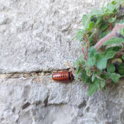 Kleiner Alien - überall unterwegs