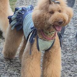 Der Mensch ist das Problem, nicht der Hund