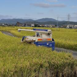 Die Reisernte ist in vollem Gange