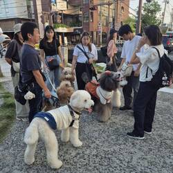Und einem Treffen von Pudelbesitzern