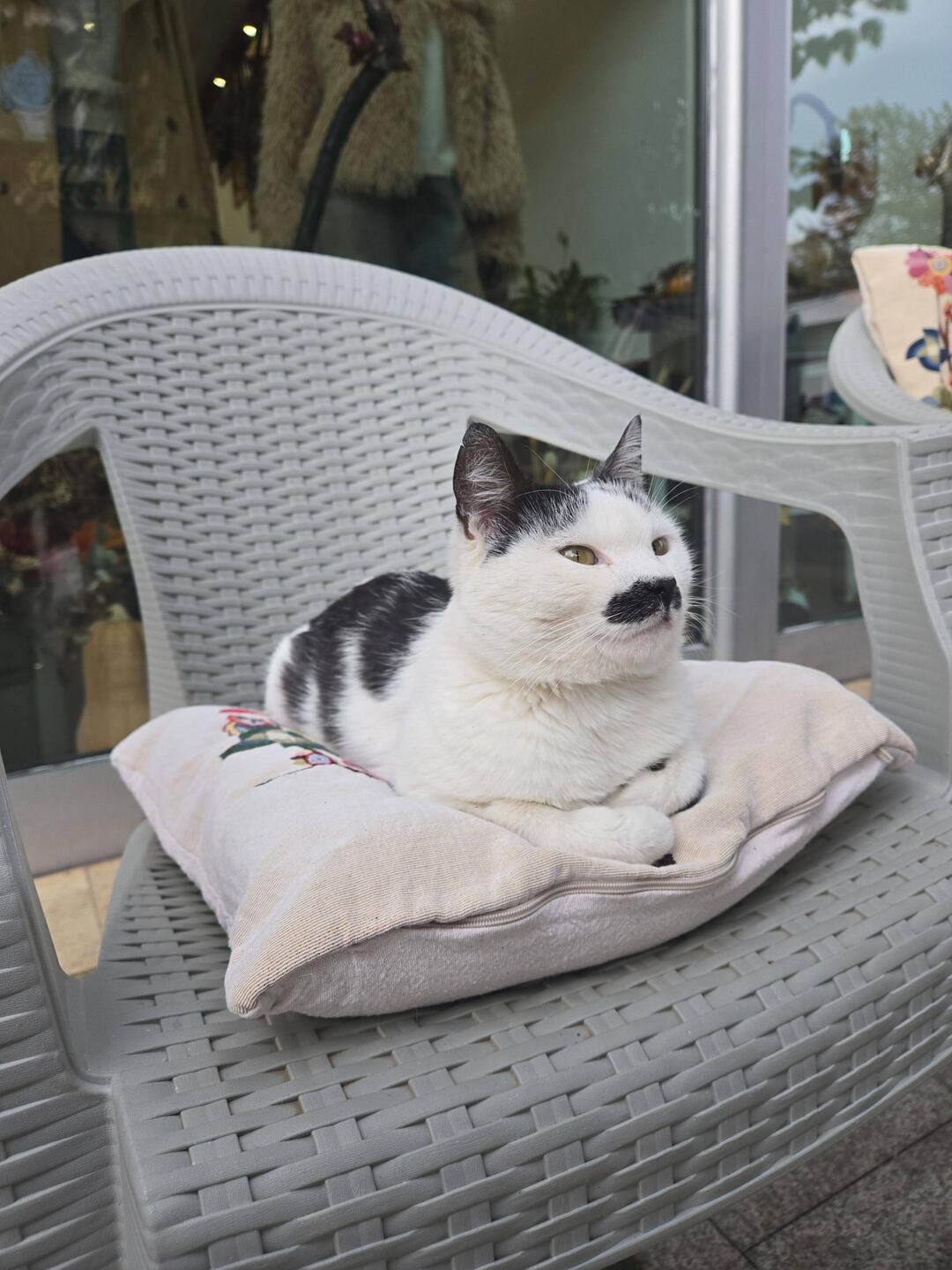 Vidin Town cat