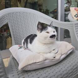 Vidin Town cat