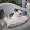 Vidin Town cat