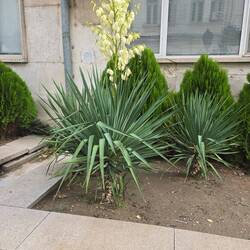 Vidin greenery