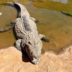 Rüdiger, 48 Jahre alt, 5 Meter lang, 600kg schwer