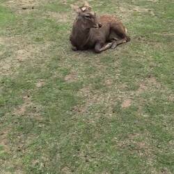 Der macht lustige Geräusche