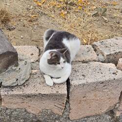 Stray Cat