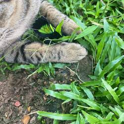 ...böse Katze! (habe den Schmetterling gerettet)