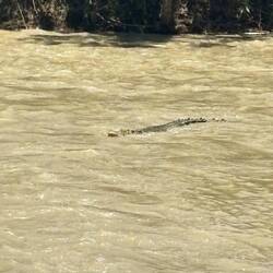 lecker frischer Fisch