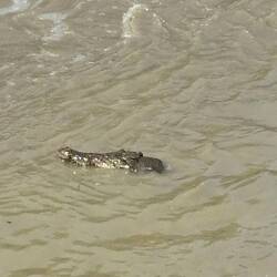 sehen so niedlich aus die Krokis